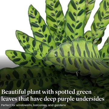 Calathea Rattlesnake Indoor Plant Easy Care Air Purifier