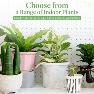 Calathea Rattlesnake Indoor Plant Easy Care Air Purifier