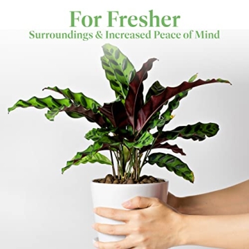 Calathea Rattlesnake Indoor Plant Easy Care Air Purifier