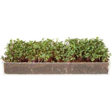 Microgreens Grow Kit with Organic Seeds & Tray
