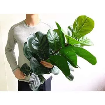 Artificial Fiddle Leaf Fig Tree Twig Faux Ficus Lyrata Plants Greenery for Home Office Yard Indoor a...