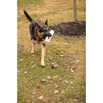 Pata Pal Durable Eco-Friendly Squeaky Dog Toy Pack