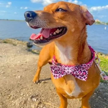 Personalized Dog Collar Pink Leopard Print with Engraving