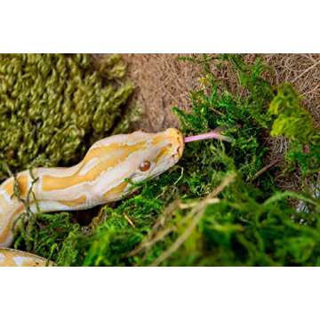 Galápagos (05213) Terrarium Green Sphagnum Moss, Natural, 4 Quart