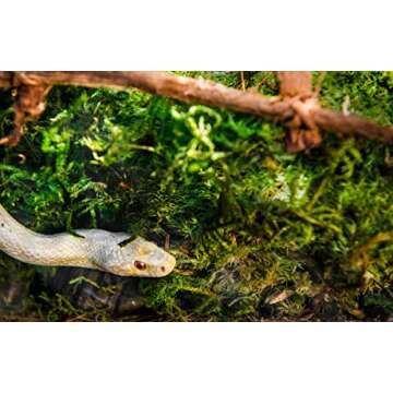 Galápagos (05213) Terrarium Green Sphagnum Moss, Natural, 4 Quart