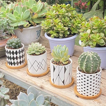 ALLFEIYA Succulent Pots Set of 4 - Modern Ceramic Planters