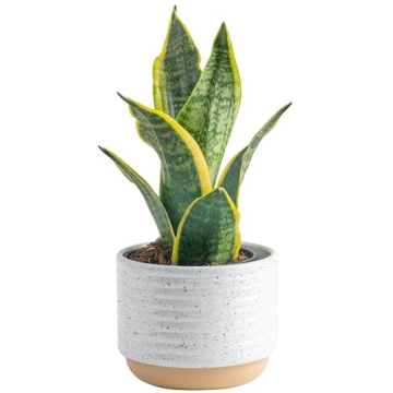 Costa Farms Snake Plant - 8-Inch Indoor Air Purifying Plant in Decorative Planter