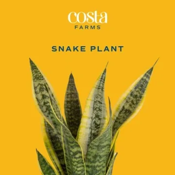 Costa Farms Snake Plant - Indoor Air Purifying Beauty