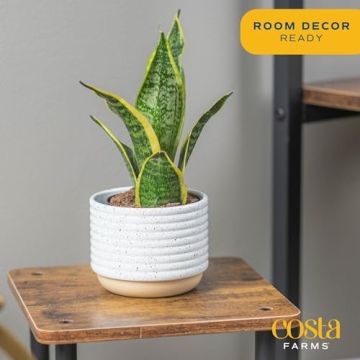 Costa Farms Snake Plant - Indoor Air Purifying Beauty