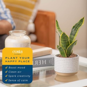 Costa Farms Snake Plant - Indoor Air Purifying Beauty