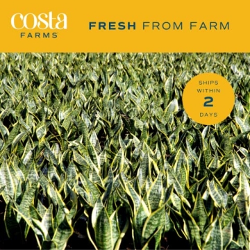 Costa Farms Snake Plant - Indoor Air Purifying Beauty