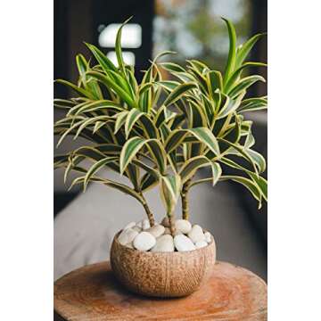 100% Natural Jumbo Coconut Bowl/Spoon Unique Gift Set. Eco-Friendly Vegan Organic Non-Toxic Reusable Sustainable Smoothie Açai Buddha Kitchen Bowl (Set of 2 Carved Hand-Crafted Bowls with 2 Spoons)