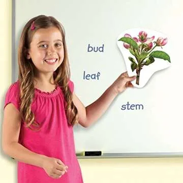 Giant Magnetic Plant Life Cycle Set - Fun Classroom Science