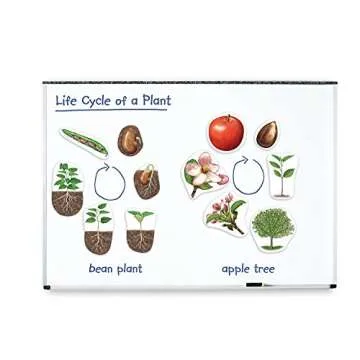Giant Magnetic Plant Life Cycle Set - Fun Classroom Science