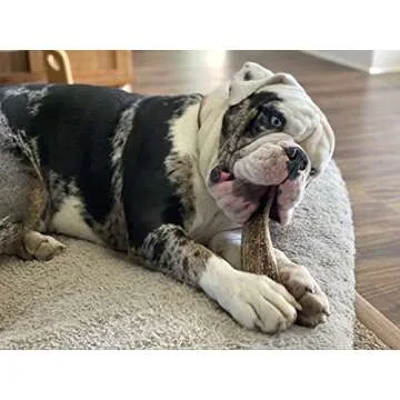 Elkhorn Premium Chews - Large Split Single Pack (for 30-50 lb Dogs) Premium Grade Elk Antler for Dogs (1 Piece) Sourced in The USA