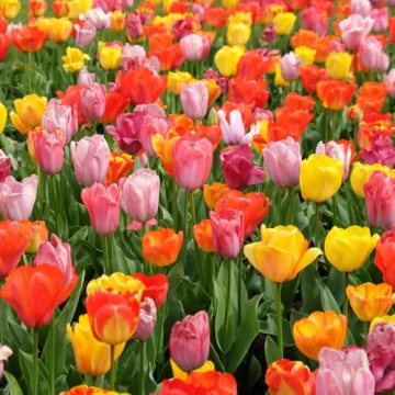100-Pack Mixed Tulip Flower Bulbs – Bulk Pack of Colorful Tulips for Spring Blooms – Easy Fall P...