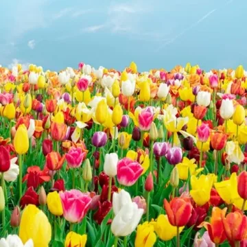 100-Pack Mixed Tulip Flower Bulbs for Vibrant Spring Blooms