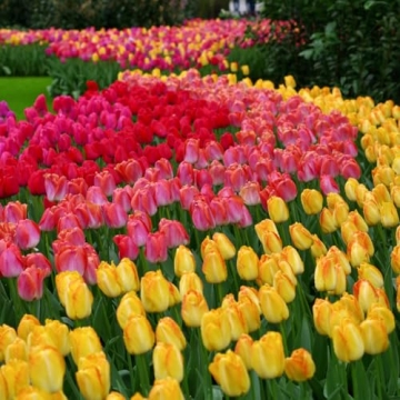 100-Pack Mixed Tulip Flower Bulbs for Vibrant Spring Blooms
