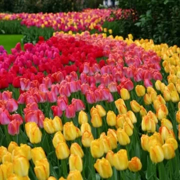 100-Pack Mixed Tulip Flower Bulbs for Vibrant Spring Blooms
