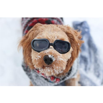 Stylish Dog Sunglasses for Small Breeds, UV Protection Gift