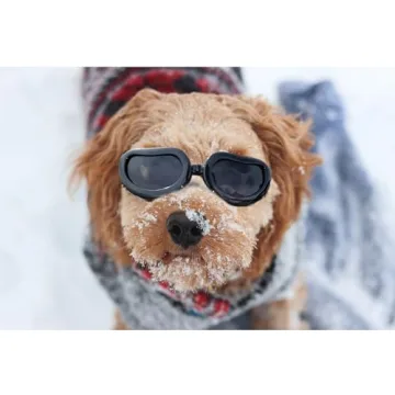 Stylish Dog Sunglasses for Small Breeds, UV Protection Gift