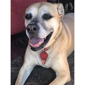 The Tick Patrol Tick Remover - for People & Pets - Stop Ticks in Their Tracks! (Assorted Colors)