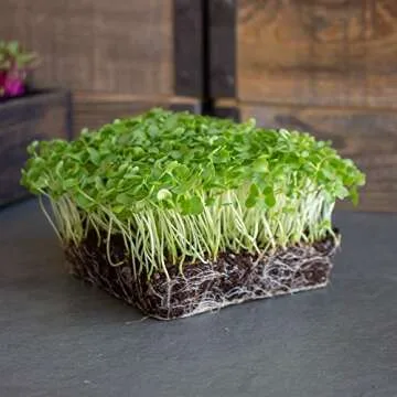 Kale Garden Seeds - Vates Blue Scotch Curled - 1 Lb - Non-GMO, Heirloom- Vegetable Gardening & Microgreens