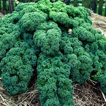 Kale Garden Seeds - Vates Blue Scotch Curled - 1 Lb - Non-GMO, Heirloom- Vegetable Gardening & Microgreens