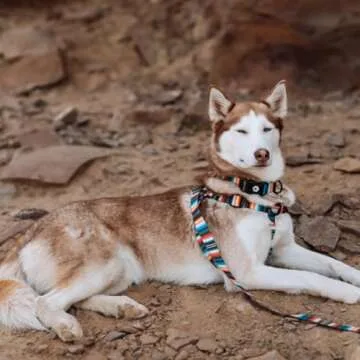 Wolfgang Heavy Duty Martingale Dog Collar with Quick Release Nylon Buckle for Walking & Training, LostArt Print, Large