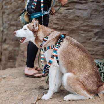 Wolfgang Heavy Duty Martingale Dog Collar with Quick Release Nylon Buckle for Walking & Training, LostArt Print, Large