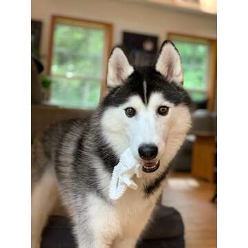 Nylabone Dental Dinosaur Power Chew Toy for Dogs, Dog Toys for Aggressive Chewers, Chicken Flavor, L...