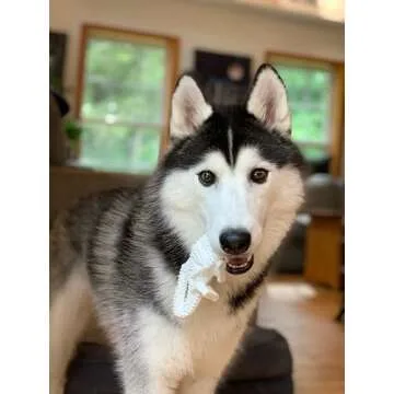 Nylabone Dental Dinosaur Power Chew Toy for Dogs, Dog Toys for Aggressive Chewers, Chicken Flavor, L...