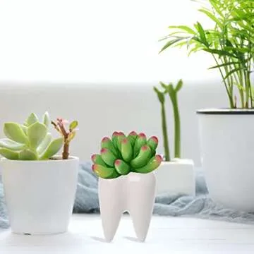 Small Tooth-Shaped Ceramic Succulent Pots for Home Decor