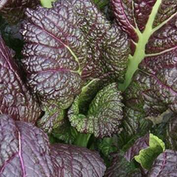 Frozen Seed Capsules - Preserve and Plant for Decades