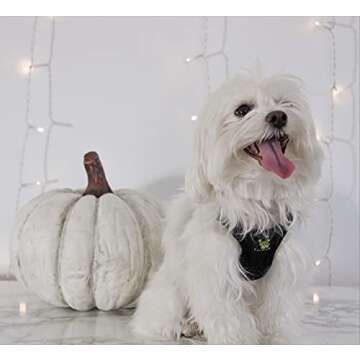 EcoBark Dog Harness - Eco-Friendly Max Comfort Harnesses - Luxurious Soft Mesh Halter - Over The Head Harness Vest- No Pull and No Choke for Small, Toy Breed, and Teacup Dogs (XS, Black)