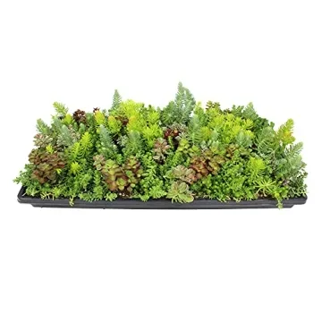 Sedum Tile, Live Sedum Succulent Planter, Stonecrop Plant Sedum Mat, Preplanted Succulent Sedum Carp...