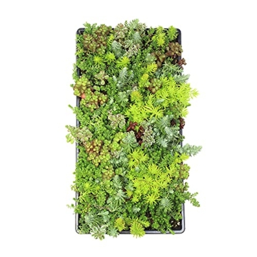 Sedum Tile Live Succulent Planner Lush Easy Care Mat