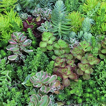 Sedum Tile Live Succulent Planner Lush Easy Care Mat