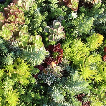 Sedum Tile Live Succulent Planner Lush Easy Care Mat