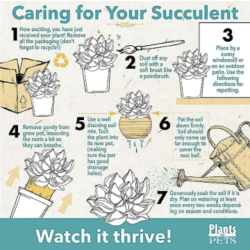 Sedum Tile Live Succulent Planner Lush Easy Care Mat