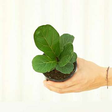 Fiddle Leaf Fig (Ficus lyrata) | Live, Beautiful and Easy Houseplant (4")
