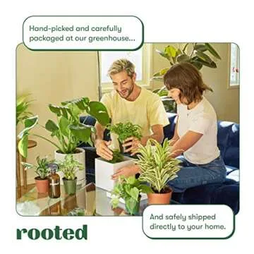 Fiddle Leaf Fig (Ficus lyrata) | Live, Beautiful and Easy Houseplant (4")