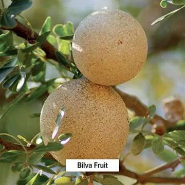 Banyan Botanicals Bilva Powder - Certified Organic, 1/2 Pound - Aegle marmelos - Supports proper function of The bowels and promotes healthy stool formation*