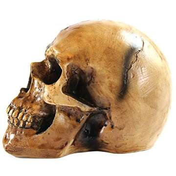 Seraphic Spooky Scary Old Looking Human Skull Decor Statue/Sculpture for Halloween Haunted House Prop Decorations, Life Size, Brown