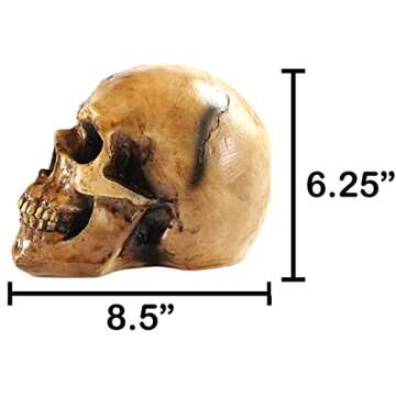 Seraphic Spooky Scary Old Looking Human Skull Decor Statue/Sculpture for Halloween Haunted House Prop Decorations, Life Size, Brown