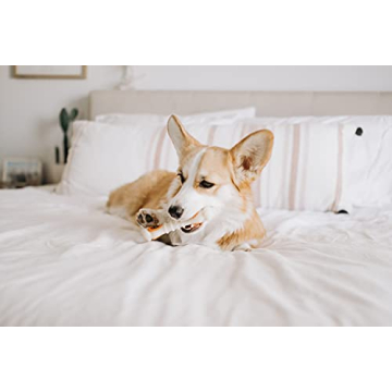 Nylabone Chew & Treat Toy - Durable & Refillable Treats for Dogs