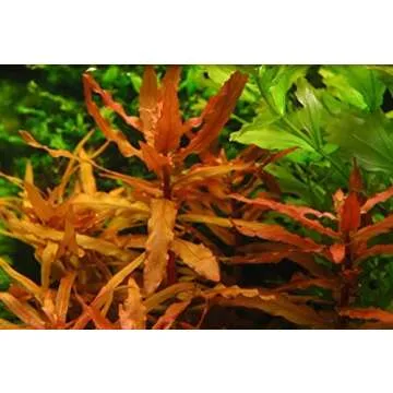 Ammannia Gracilis Live Freshwater Aquarium Plant