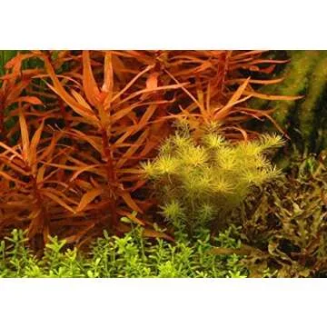 Ammannia Gracilis Live Freshwater Aquarium Plant