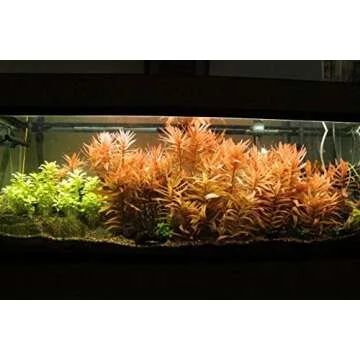 Ammannia Gracilis Live Freshwater Aquarium Plant