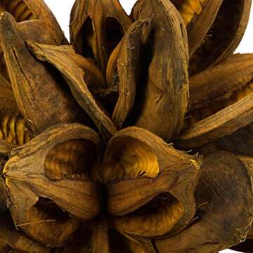 Vickerman 12" to 16" Aspen Gold Star Pod Extra Large - 1 Piece - Real Preserved Pod Decor for Home o...